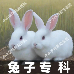 兔子宠物医生线上问诊看病咨询金丝熊生病拉肚子异宠生病治疗仓鼠