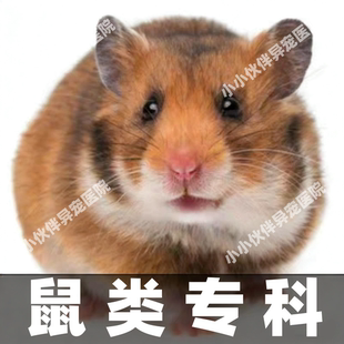 异宠医生问诊仓鼠线上咨询24小时金丝熊荷兰猪医生花枝鼠兔子看病