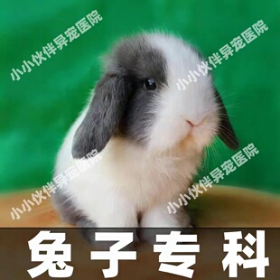 异宠医生问诊兔子咨询问诊24小时兽医在线诊疗诊断兔病和预防