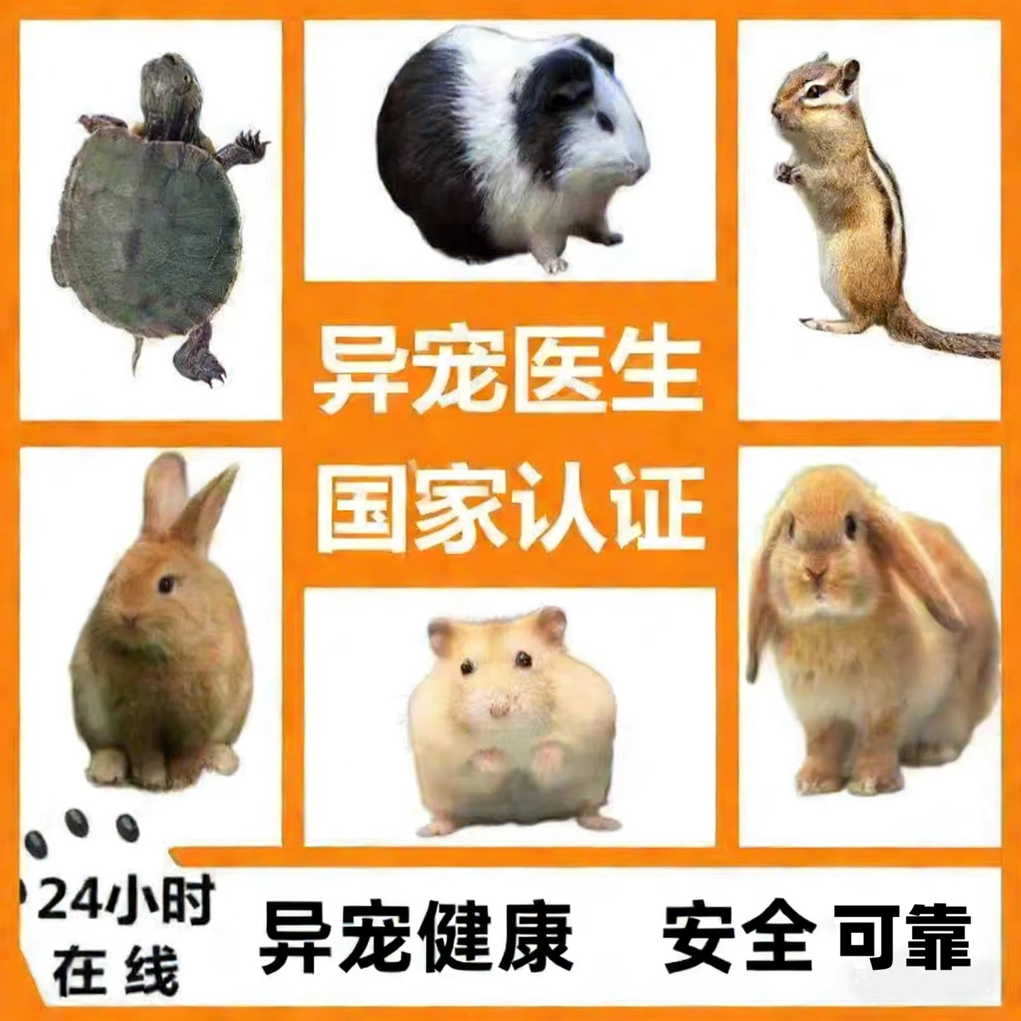 异宠医生问诊仓鼠兔子犬猫疾病咨询蜥蜴乌龟蛇爬宠异宠兽医在线