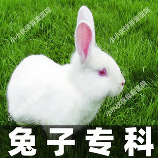 兔子宠物医生线上问诊看病咨询金丝熊生病拉稀异宠生病治疗仓鼠