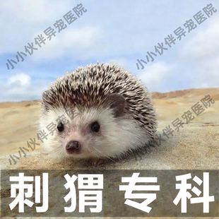 异宠医生 线上咨询24小时 迷你刺猬 肠炎 感冒 看病生病 刺猬问诊