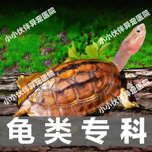 乌龟疾病咨询乌龟拉稀乌龟肺炎乌龟水肿白眼病宠物医生问诊24小时