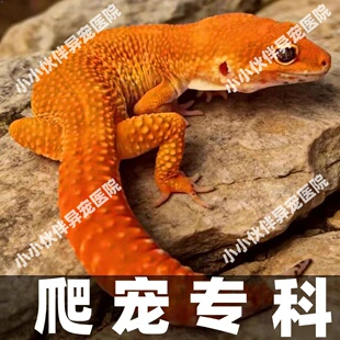 异宠医生在线咨询问诊24小时睫角守宫蜥蜴豹纹守宫鬃狮蜥爬宠生病