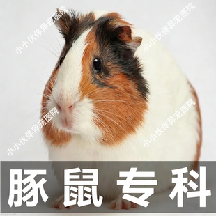 异宠医生线上咨询24小时 生病诊疗中心宠物医疗兽医看病 豚鼠问诊