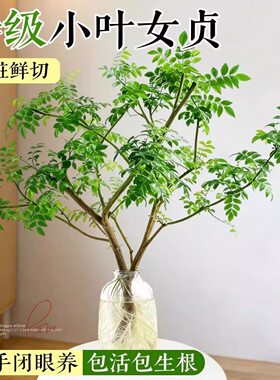 小叶女贞水培老桩鲜枝鲜切水培绿植摆件室内四季懒人好养绿植茶室