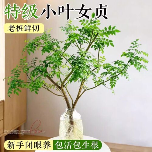 小叶女贞水培老桩鲜枝鲜切水培绿植摆件室内四季懒人好养绿植茶室