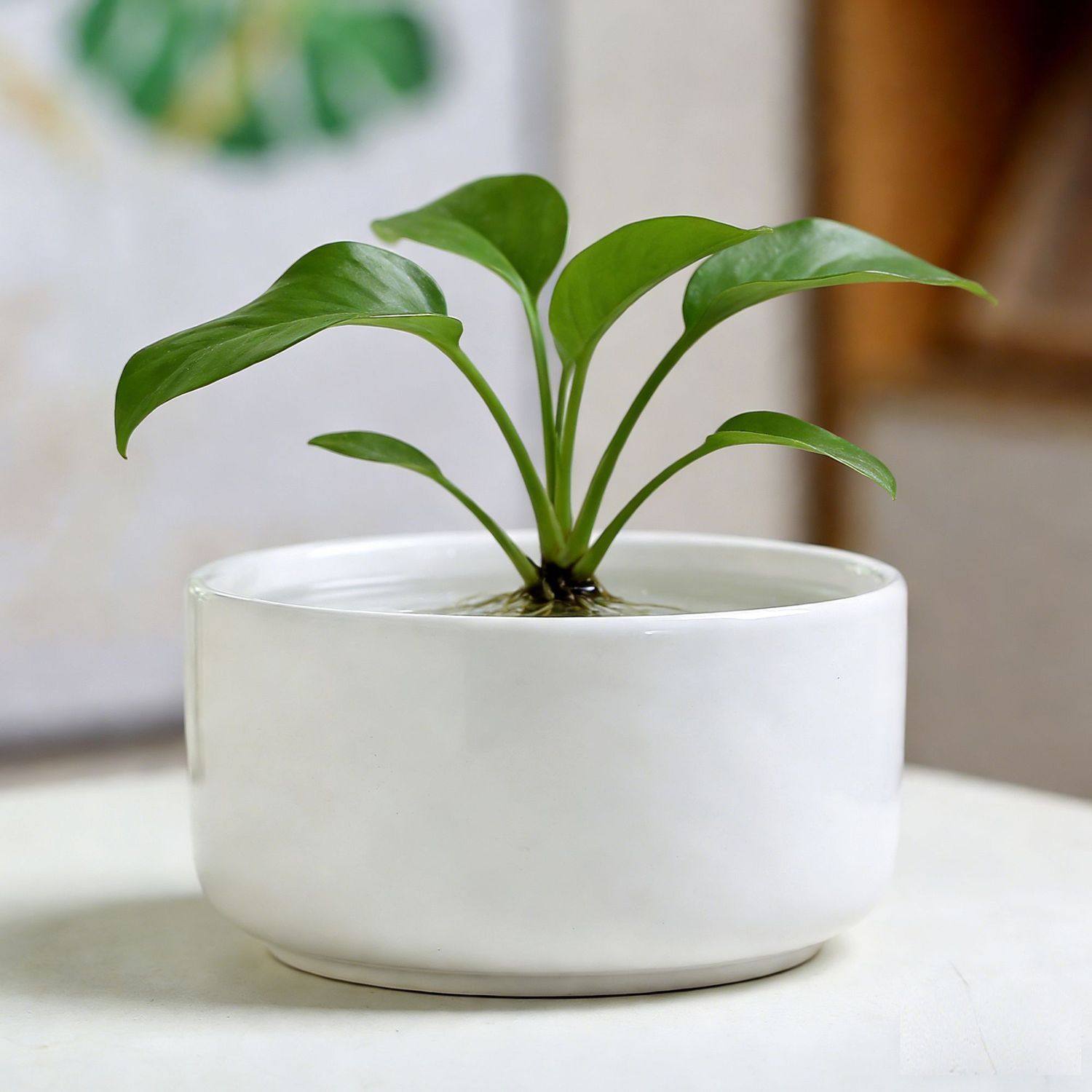 水培花盆陶瓷带托盘水仙花一叶莲中大号无孔金钱草睡莲桌面装饰