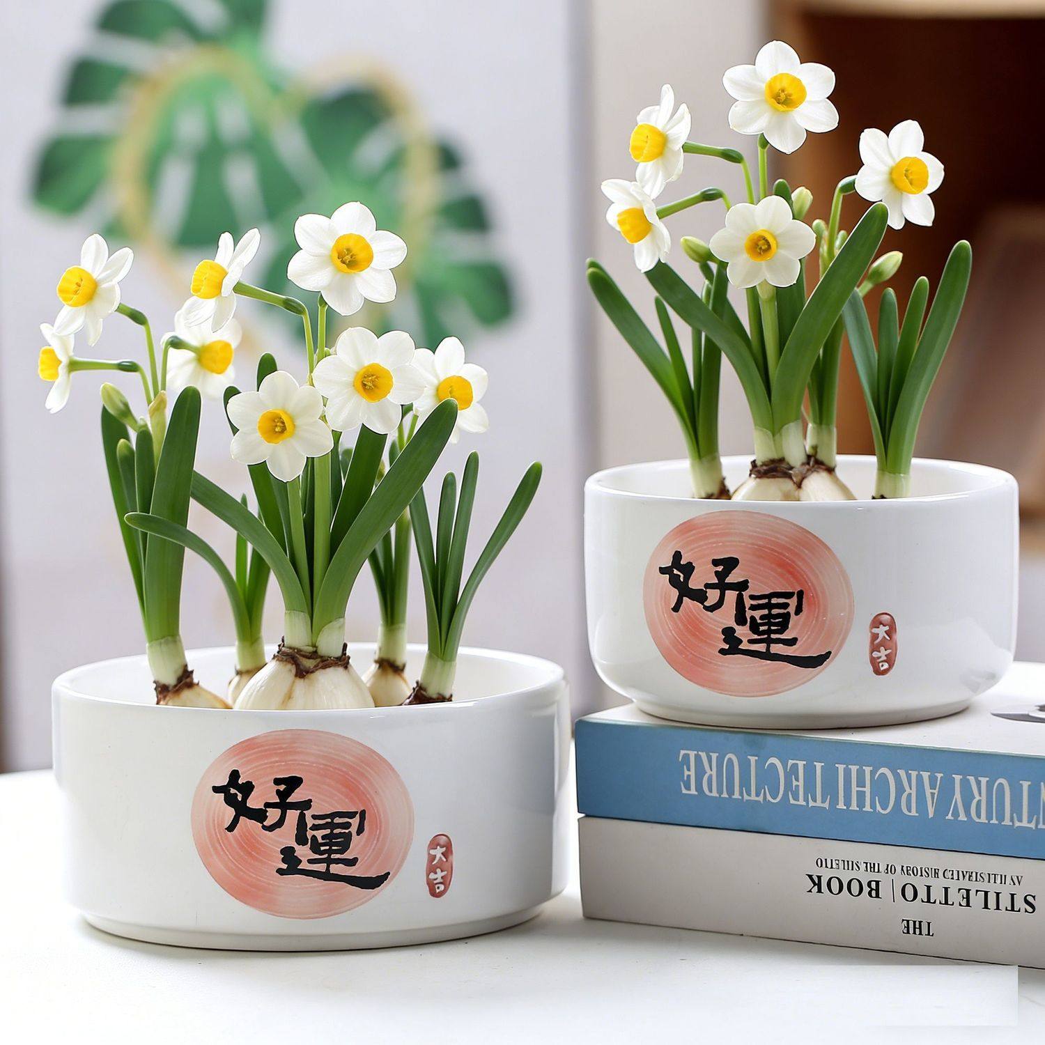 水培花盆陶瓷无孔金钱草带托盘水仙花一叶莲中大号睡莲桌面装饰