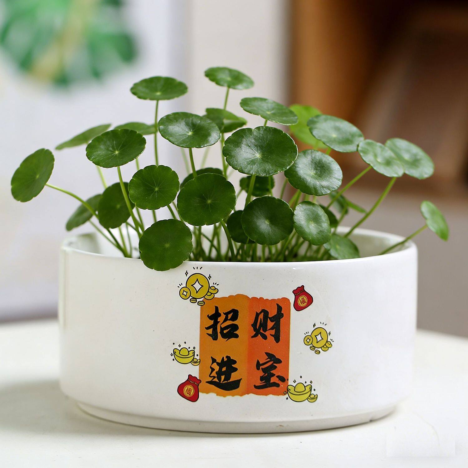 水培花盆中大号无孔陶瓷铜钱草带托盘水仙花一叶莲桌面装饰睡莲