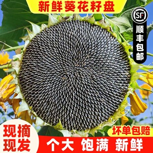 26年新鲜向日葵盘鲜葵花盘带籽湿葵花籽生瓜子农家葵花头现摘原味