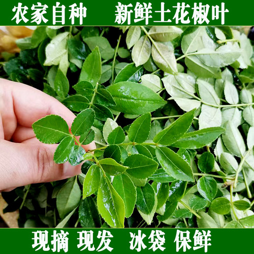 露天花椒芽新鲜芽叶菜农家菜野菜野生花椒芽下饭菜营养菜花椒芽叶
