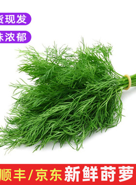 新鲜莳萝草食用刁草土茴香西餐调料食材装饰摆盘香料蔬菜dill包邮