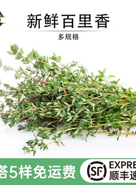 百里香麝香草山胡椒新鲜香草西餐煎牛排香料调料配菜蛋糕装饰食材