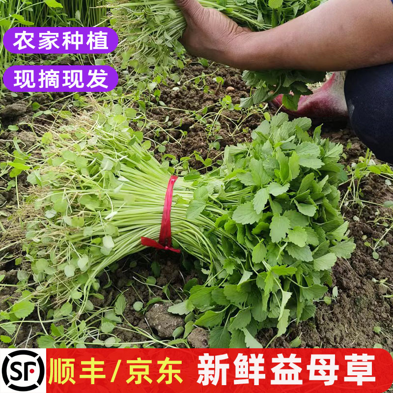 新鲜益母草农家种植食用上汤蔬菜