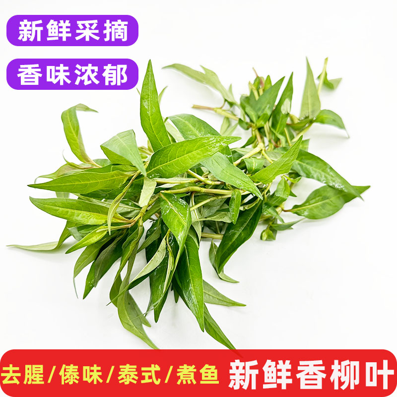新鲜香柳叶叻沙叶辣蓼草鱼生香菜