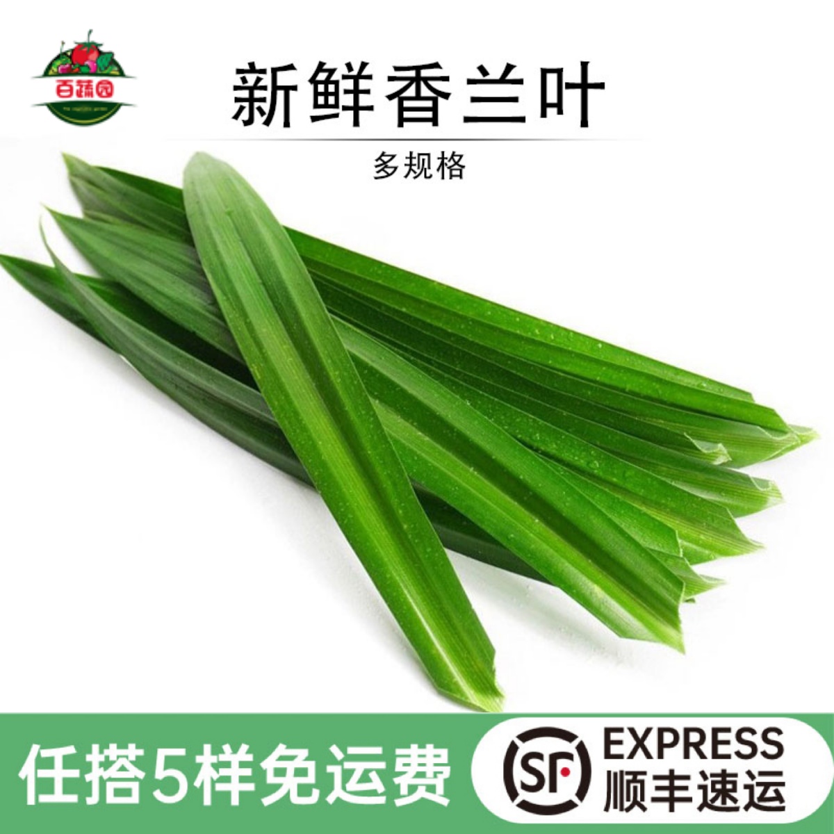 新鲜斑斓叶香兰叶糯米饭摆盘叶草