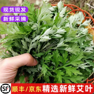 艾草新鲜食用蔬菜现采摘艾叶艾蒿清明草青团粑粑原料当季野菜包邮