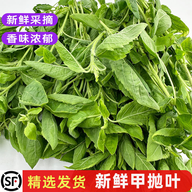 新鲜甲抛叶泰国越南菜配料现摘打抛叶嘎泡叶打抛饭香料菜商用包邮