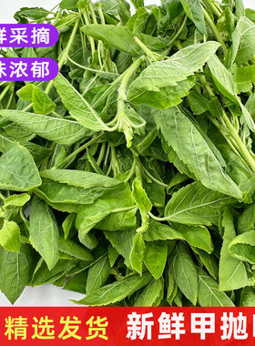 新鲜甲抛叶打抛香料菜KrPad包邮