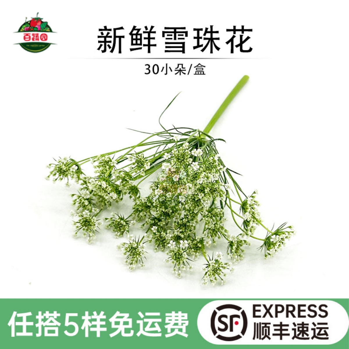 新鲜雪珠花西餐日料摆盘蛋糕点缀