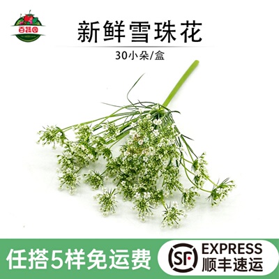 百蔬园新鲜雪珠花30朵摆盘装饰花