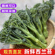 包邮 新鲜西兰苔手指兰花苔小西兰花青花菜 西餐沙拉食材时令蔬菜