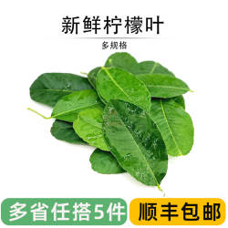 新鲜柠檬叶香水青柠檬叶子料理腌制烹饪去腥调料菜冬阴功汤料食材
