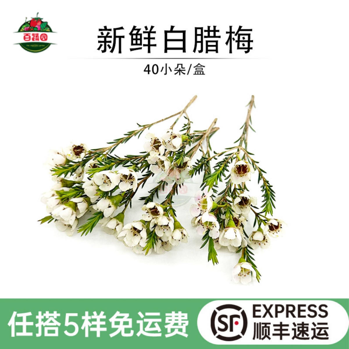 新鲜腊梅花西餐蛋糕点缀装饰花草