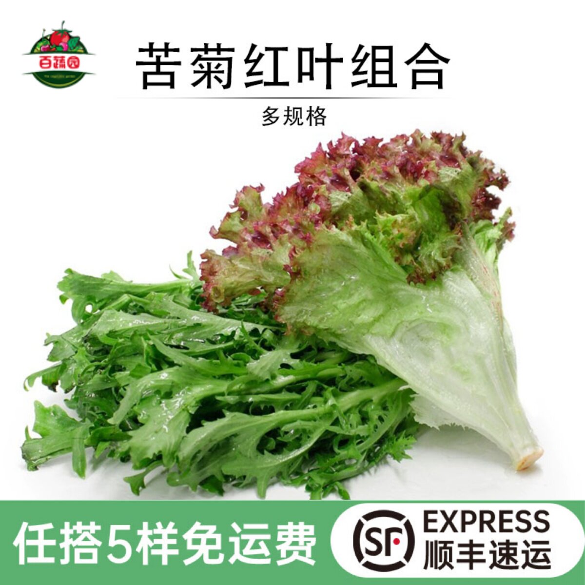 新鲜苦菊红叶生菜组合健身轻食菜
