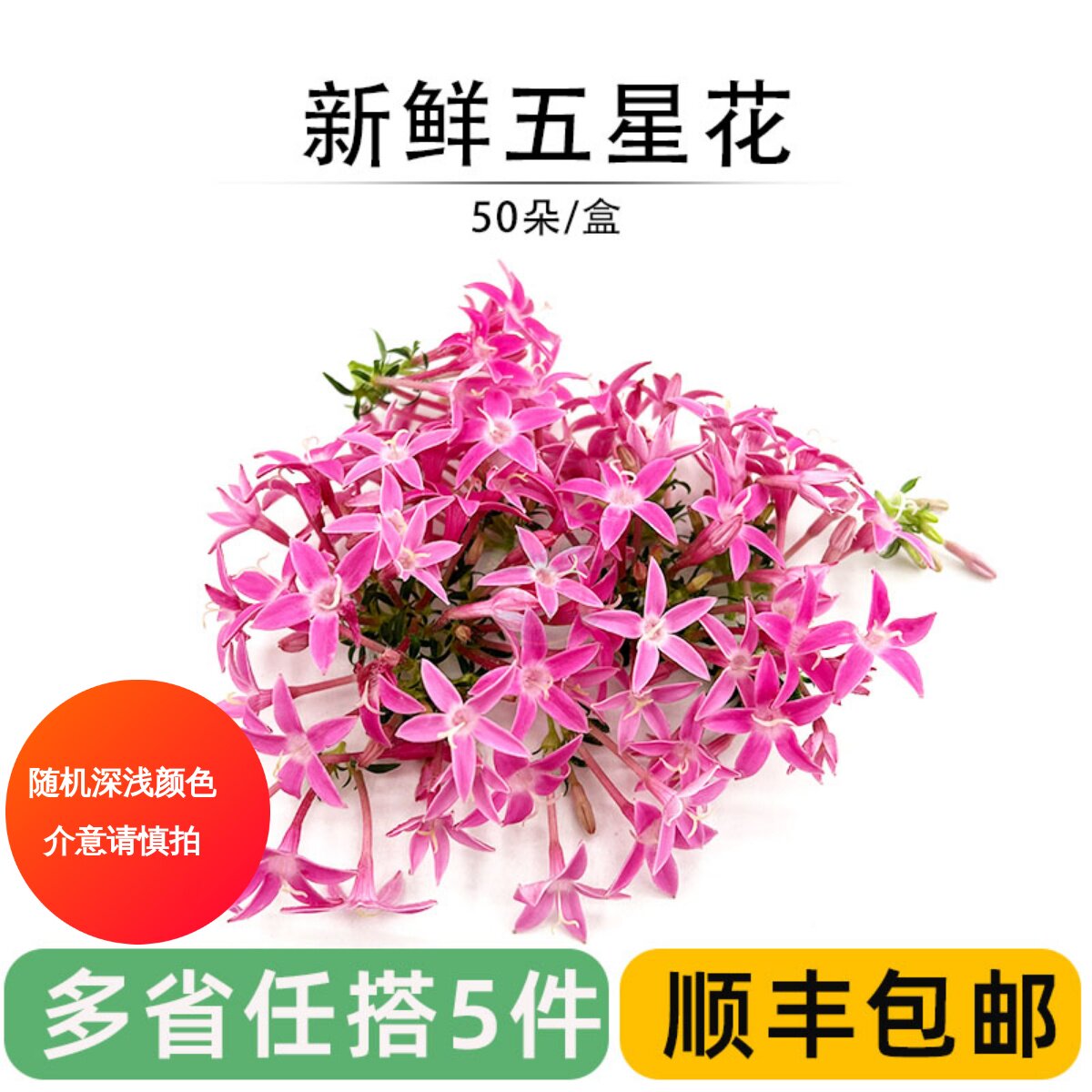 新鲜五星花繁星花摆盘装饰鲜花朵