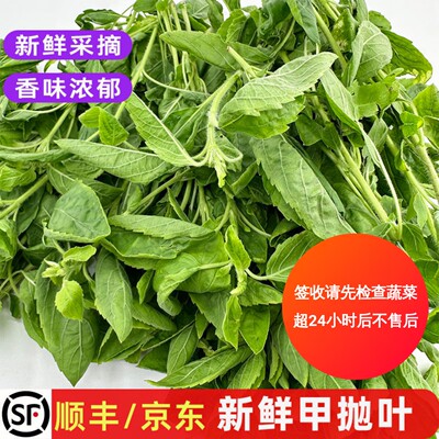 新鲜甲抛叶打抛香料菜KrPad包邮