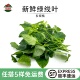 新鲜绿线叶血通菜食用绿线苗现摘野菜农庄火锅上汤蔬菜打边炉食材