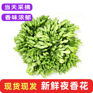 夜来香新鲜夜香花食用月见草上汤农庄特色菜味浓西餐装饰食材包邮