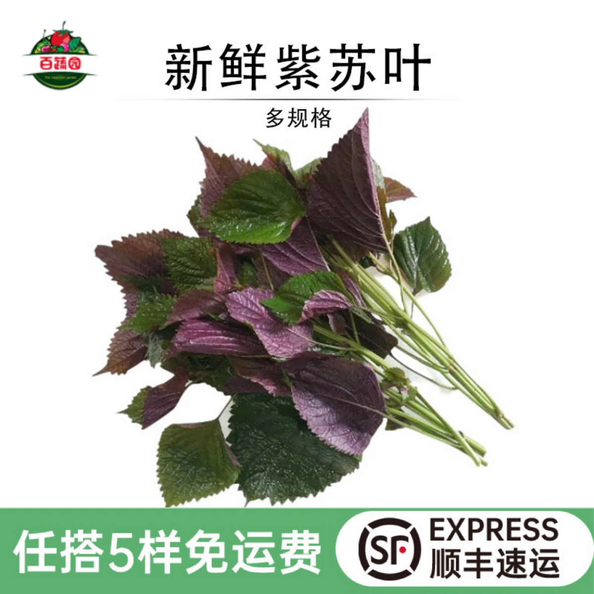 海鲜香料蔬菜增香去腥新鲜紫苏叶