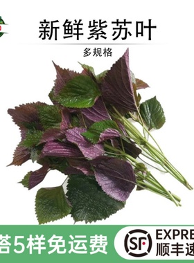 新鲜紫苏叶 现摘食用紫苏带杆 农家田螺鱼虾海鲜香料蔬菜增香去腥