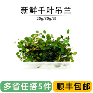 新鮮千葉吊蘭長壽藤吊蘭葉子西餐廳酒店蛋糕擺盤裝 飾點(diǎn)綴葉子花草