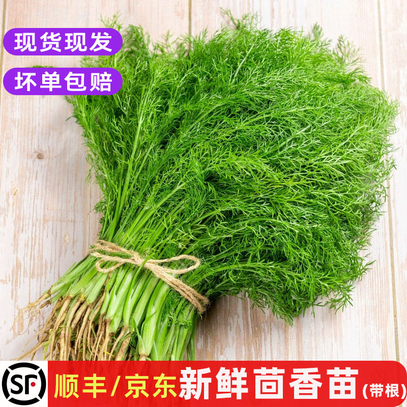 新鲜茴香菜包子馅料食材特色蔬菜