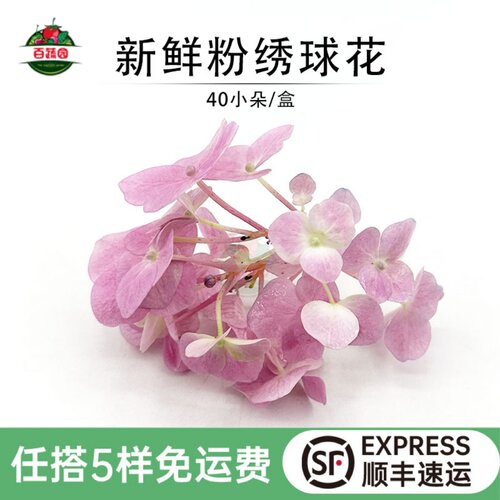 新鲜粉色重瓣绣球花蛋糕装饰点缀