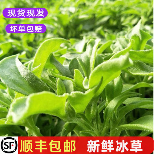 新鲜冰草健身沙拉西餐食材凉拌轻食生吃水晶冰菜当季蔬菜包邮 - 封面