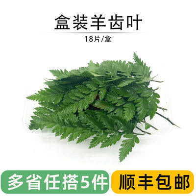 新鲜羊齿叶盒芒叶杨子叶高山花草