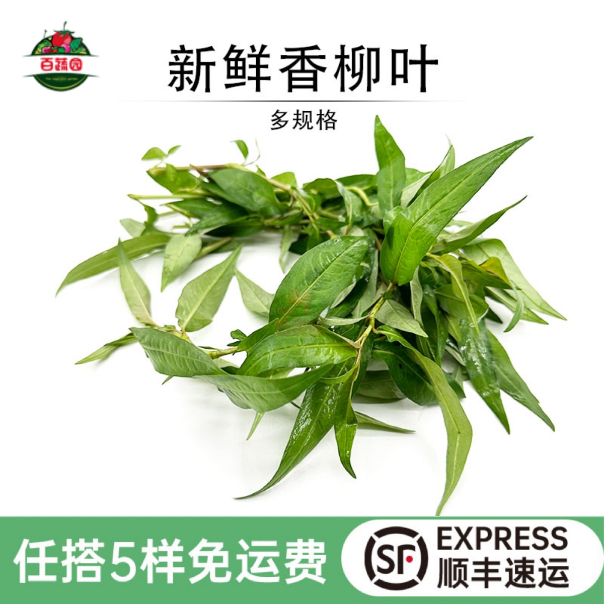 新鲜香柳叶叻沙叶泰国菜香料配菜