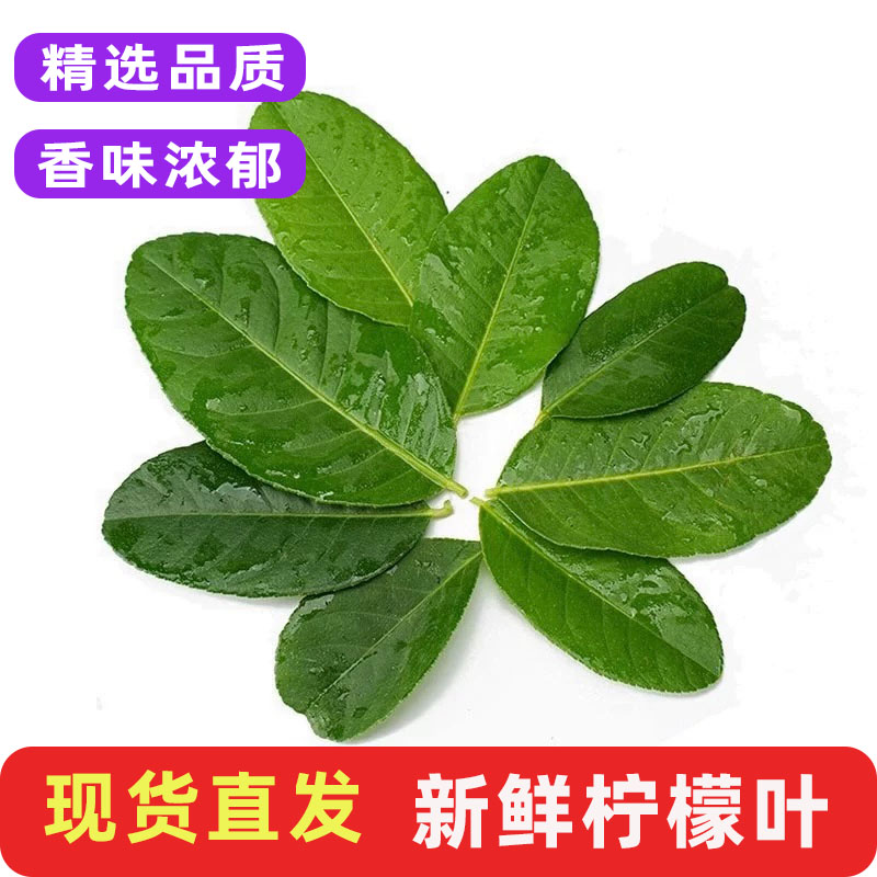 新鲜柠檬叶青柠叶烹饪调料包邮