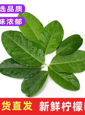新鲜柠檬叶青柠叶西餐香料菜鱼生切丝烹饪料理菜冬阴功汤食材包邮