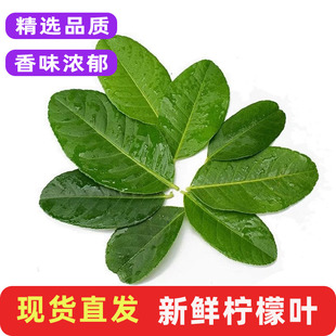 新鲜柠檬叶青柠叶西餐香料菜鱼生切丝烹饪料理菜冬阴功汤食材包邮