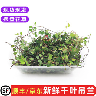 新鲜千叶吊兰长寿藤吊兰叶 20g西餐蛋糕日料摆盘装饰点缀花草包邮