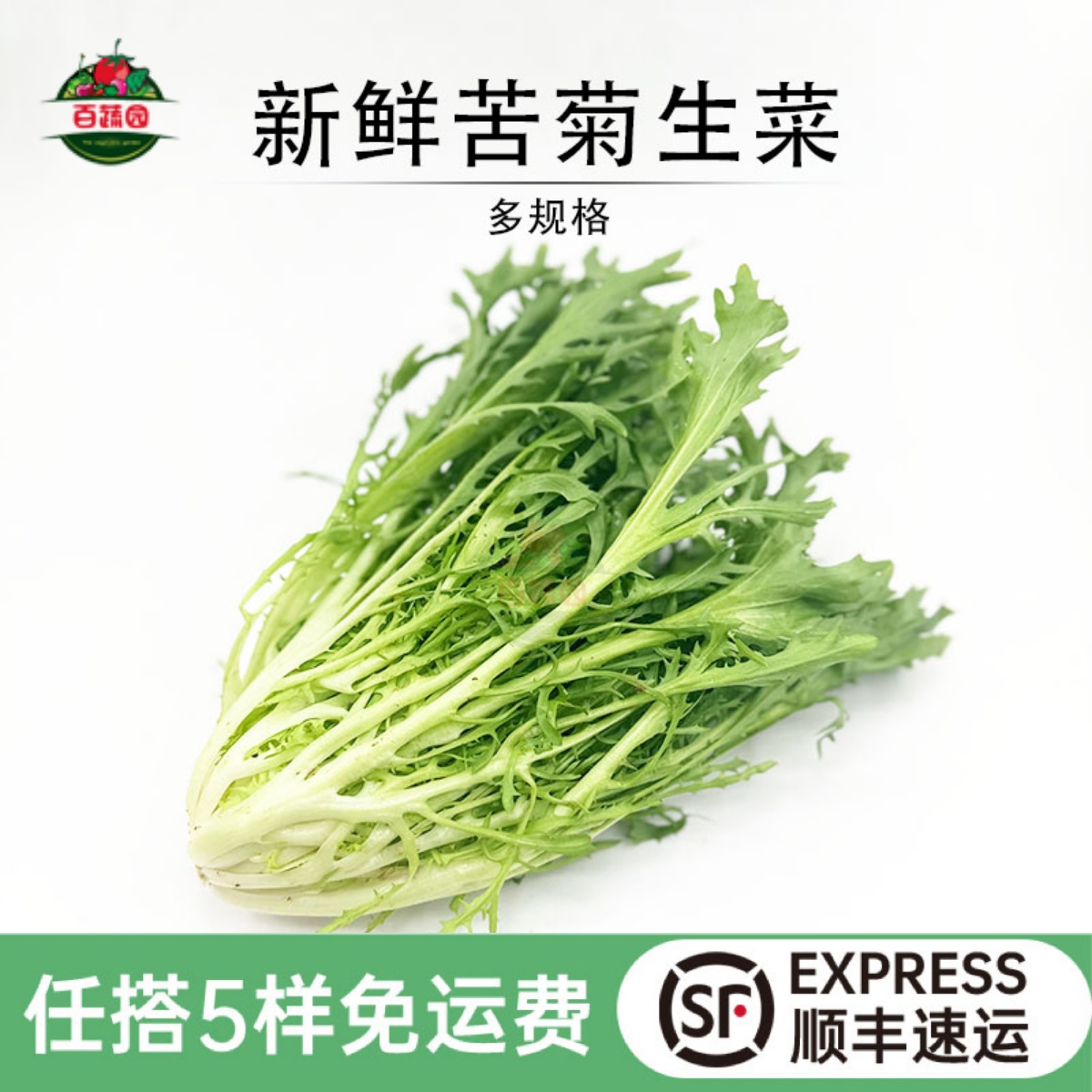 沙拉菜食材苦菊生菜新鲜苦苣细叶