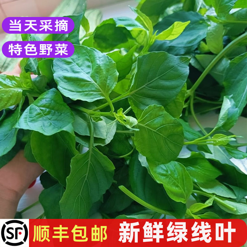 新鲜绿线叶血通菜食用绿线苗现摘特色野菜农庄上汤蔬菜火锅菜包邮
