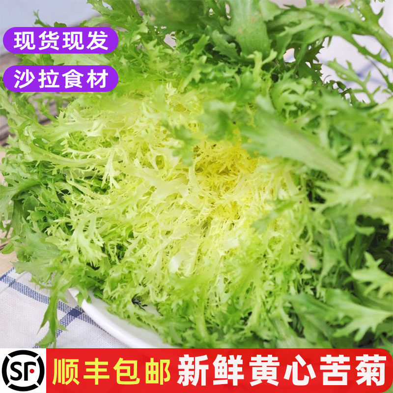 新鲜黄心苦菊嫩细叶苦苣黄狗芽健身清洗即食沙拉生菜西餐食材包邮