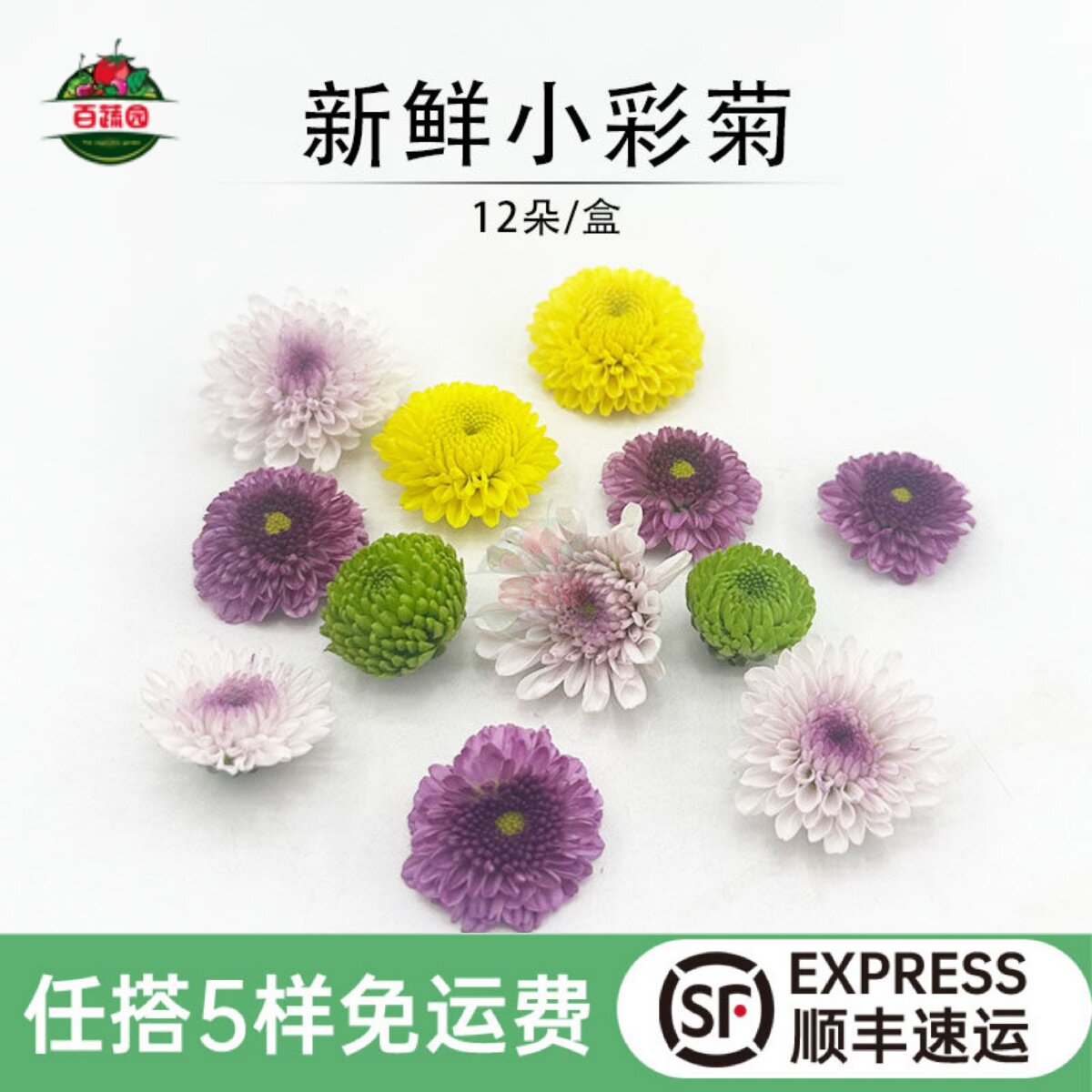 新鲜多色小彩菊 雏菊鲜花迷你菊纽扣菊 酒店西餐摆盘装饰点缀花草